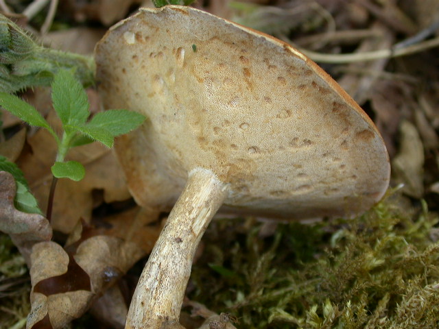 da determinare....(Polyporus ciliatus)